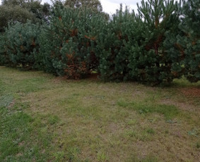 Landšafto dizainas, sodininko paslaugos / Sodo Genys / Darbų pavyzdys ID 2036008