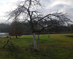 Landšafto dizainas, sodininko paslaugos / Sodo Genys / Darbų pavyzdys ID 2036024