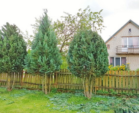 Landšafto dizainas, sodininko paslaugos - Gyvatvorių karpymas - 3 Gyvatvorių karpymas - Landšafto dizainas, sodininko paslaugos - 3