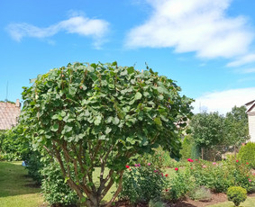 Landšafto dizainas, sodininko paslaugos / Sodo Genys / Darbų pavyzdys ID 2038246