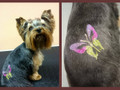 Dogspa Gyvūnųkirpykla