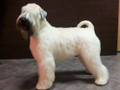 Dogspa Gyvūnųkirpykla