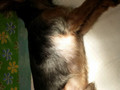 Veterinarijos klinika