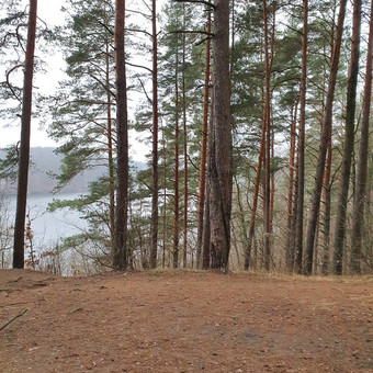 Paslauga