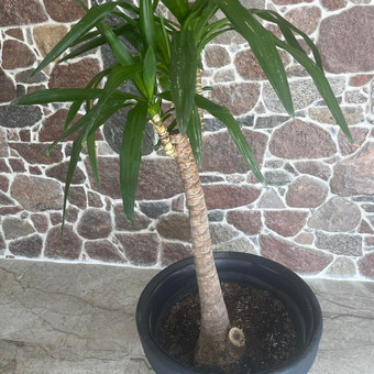 Paslauga
