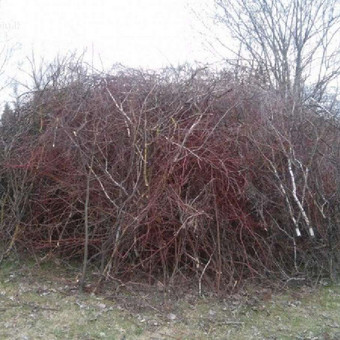 Paslauga