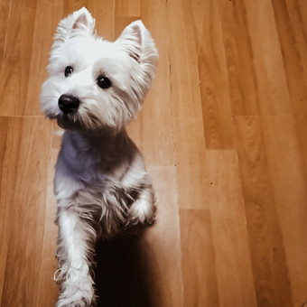 Augintinio nuvežimas pas veterinarą/kirpėją Prienų rajonas Šunų viešbučiai, vedžiojimas, priežiūra nuotrauka 3