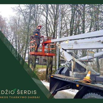 Vilnius MEDŽIO ŠERDIS nuotrauka 8 Medžių genėjimas šalia apšvietimo stulpų, elektros laidų Vilnius MEDŽIO ŠERDIS nuotrauka 8