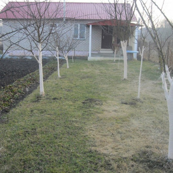 Genėjimo darbai Elektrėnų sav. Tavo kiemas - mano rūpestis nuotrauka 3