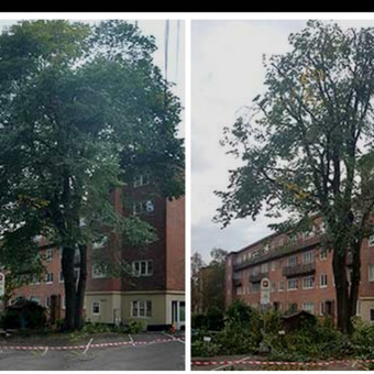 Medžių genėjimas Alytus ALYTAUS MEDKIRTYS nuotrauka 5