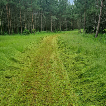 Pjauname aukštą žolę, krūmus, medžius. Šiuos darbus atliksime sąžiningai, atsakingai ir kruopščiai lyg dirbtume savo kieme. Alytus Vytenis nuotrauka 4 Apleistų sklypų tvarkymas Alytus Vytenis nuotrauka 4