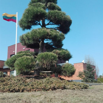 Paslauga