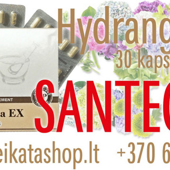 Hydrangea EX 30 kaps SANTEGRA Klaipėda Alla Nekrasova nuotrauka 15