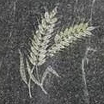 Paslauga