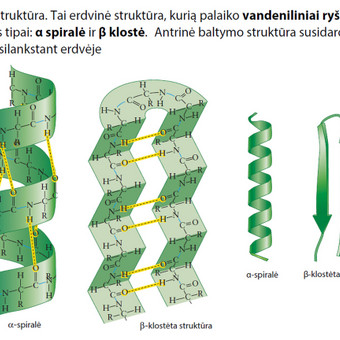 Vilnius Paulius Sungaila nuotrauka 1 Pasiruošimas biologijos egzaminams Vilnius Paulius Sungaila nuotrauka 1