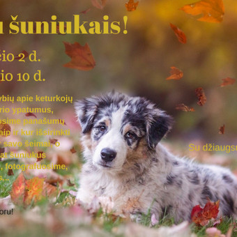 Pateiktys, skrajutės, plakatai su Canva programa Kaunas UniWordsmith nuotrauka 13