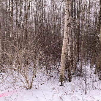 Apleistų sklypų tvarkymas Šiauliai Deividas Petryla nuotrauka 2