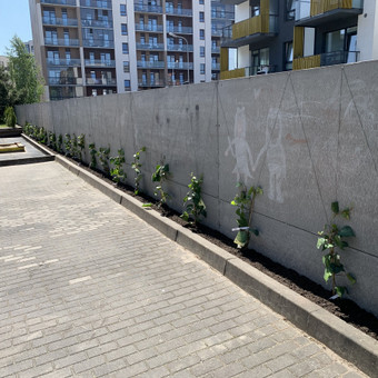Vaismedžių sodinimas ir priežiūra Vilnius Aplinka gražiai nuotrauka 1