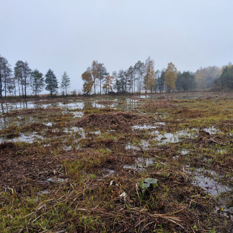 Tvarkome krūmais, medžiais, žole apaugusias pelkingas vietas. Klaipėda MB Siberija nuotrauka 6 Pelkingų vietų tvarkymas Klaipėda MB Siberija nuotrauka 6