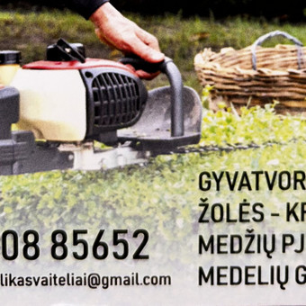 Avarinių medžių pjovimas Klaipėda Juozas Paulikas nuotrauka 1