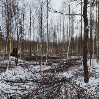 Atliekame jaunuolynų miškų ugdymo darbus Klaipėda MB Siberija nuotrauka 4 Jaunuolynų miškų ugdymas Klaipėda MB Siberija nuotrauka 4