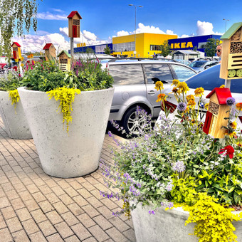 Talpų želdinimas Vilnius Elebores nuotrauka 4
