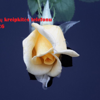 Konsultacijos, redagavimas, recenzavimas. Pagalba renkant medžiagą, verčiant iš užsienio kalbų (vokiečių, anglų, rusų). https://www.facebook.com/Humanitariniai-mokslo-darbai-254693921856881/ Vilnius Aistė K. nuotrauka 1 Referatai Vilnius Aistė K. nuotrauka 1