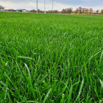 Pievų šienavimas Palanga NERIJUS DAUKANTAS nuotrauka 2