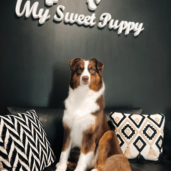 Australų aviganių kailio tvarkymas namams ir parodoms. Klaipėda My Sweet Puppy nuotrauka 6