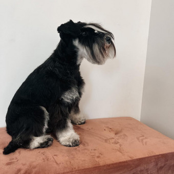 Šnaucerių kirpimas ir trimingavimas Klaipėda My Sweet Puppy nuotrauka 16