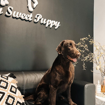 Lygiaplaukio retriverio kirpimas namams ir parodoms Klaipėda My Sweet Puppy nuotrauka 15