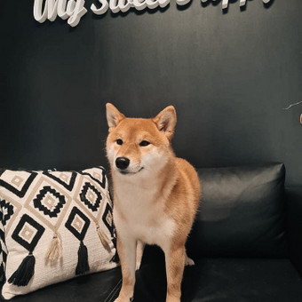 Šiba Inu kailio tvarkymas namams ir parodoms Klaipėda My Sweet Puppy nuotrauka 17