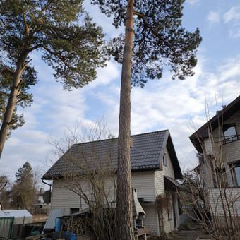 Medžių genėjimas Vilnius MB "Miškų Vilkai" nuotrauka 6