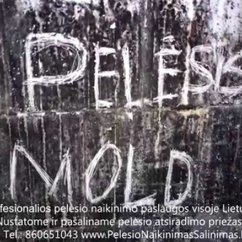 Stipriai paplitusio pelėsio naikinimas bute, name, pramoninėse patalpose, garaže, laivuose, automobiliuose, languose, balduose Vilnius PelėsioNaikinimasSalinimas.lt nuotrauka 24