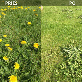 Vejos purškimas nuo piktžolių Vilniaus rajonas Regimantas nuotrauka 4