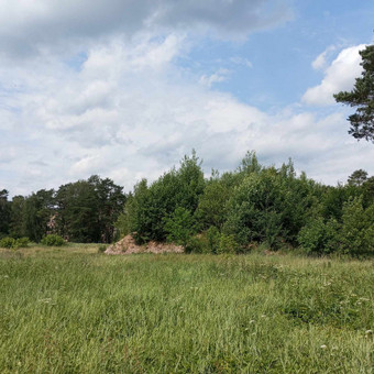 Miško pjovimas Druskininkų sav. Erikas Mantickis nuotrauka 5