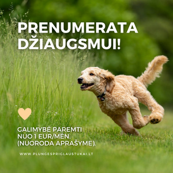 Maketavimo paslaugos Klaipėda Evelina Kobrina nuotrauka 3