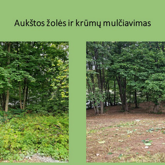 Apleistų sklypų tvarkymas Vilnius Adomas / IĮ Švara nuo A iki Z nuotrauka 5