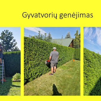 Gyvatvorių karpymas Vilnius Adomas / IĮ Švara nuo A iki Z nuotrauka 3