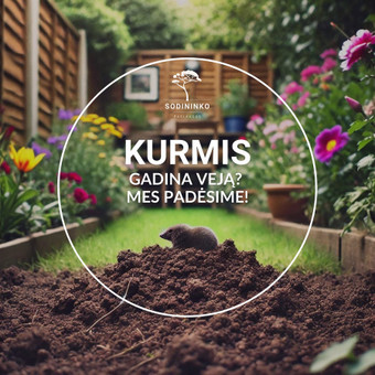 Kurmių gaudymas, naikinimas Klaipėda facebook.com/sodininkopaslaugosklaipeda nuotrauka 1