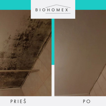 Pelėsio šalinimas iš sienų ir lubų Vilnius BioHomEx nuotrauka 17