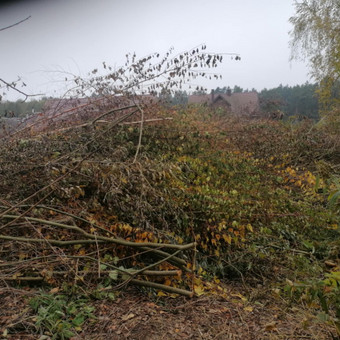 Išvežame utilizavimui žaliąsias atliekas. Kaunas Pervežimai tą pačią dieną. Skambinti 7-22val nuotrauka 11 Šakų, žaliųjų atliekų utilizavimas Kaunas Pervežimai tą pačią dieną. Skambinti 7-22val nuotrauka 11