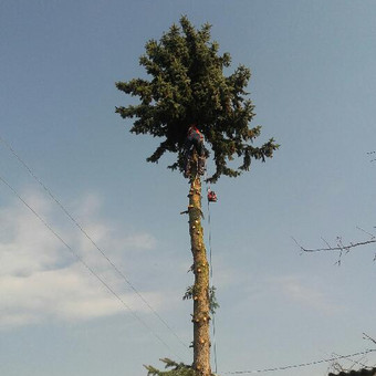Paslauga