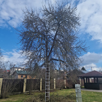 Vaismedžių ir medžių genėjimas bei priežiūra. Avarinių medžių šalinimas ir šakų išvežimas. Vilnius Laurynas nuotrauka 6 Arboristo paslaugos Vilnius Laurynas nuotrauka 6