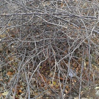 Šakų išvežimas Panevėžys Juozas nuotrauka 12