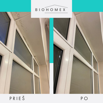 Pelėsio šalinimas nuo langų angokraščių ir rėmų. Vilnius BioHomEx nuotrauka 18