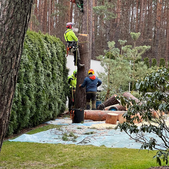 Avarinių medžių pjovimas Vilniaus rajonas Dainius Kubilius nuotrauka 8