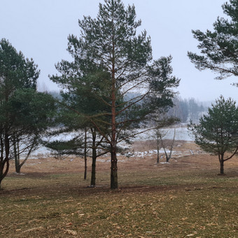 Apleistų sklypų tvarkymas Vilnius AGMINTA nuotrauka 1