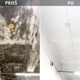 Pelėsio ir jo sporų naikinimas Vilnius UAB "Utenos deratizacija" | Derapro nuotrauka 11