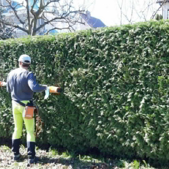 Gyvatvorių karpymas Klaipėda Arturas M. nuotrauka 3